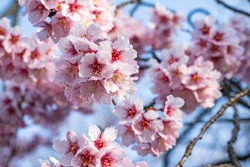 Obraz premium 満開のコシノカモザクラ