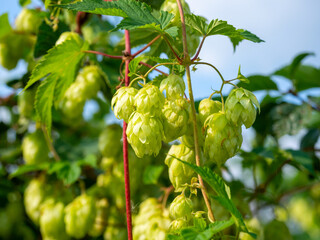 Close-up of green hop cones on a branch. A plant used for brewing beer.