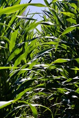 Narrow path in a corn field on a sunny day with blue sky