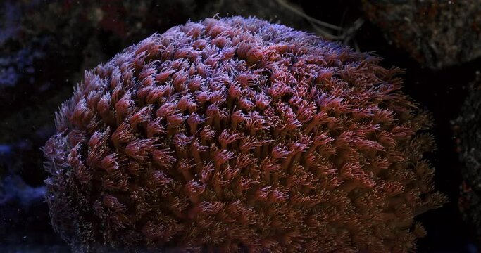 Goniopora LPS coral in reef aquarium tank. Red Flowerpot coral (goniopora sp.) with all his polyps opens dancing in reef aquarium.