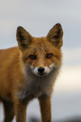 red fox vulpes