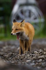 Naklejka na ściany i meble red fox vulpes