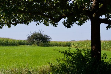 Single tree surrounded by corn fields on a sunny day with blue sky