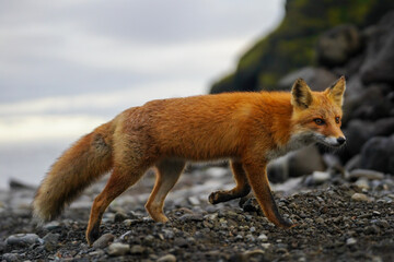 red fox vulpes