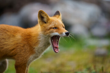 red fox vulpes