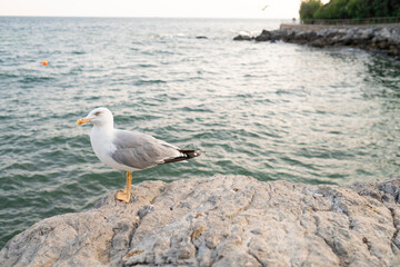a seagull stands on a large stone against the background of the sea or ocean 