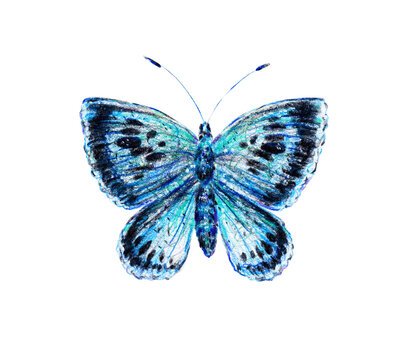 The blue beautiful butterfly is isolated on a white background. Insect view from above close-up. Drawing with pencils.
