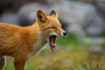 red fox vulpes
