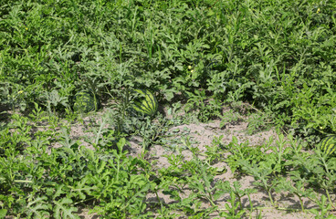 Fototapeta na wymiar watermelon in the field with very fertile sandy soil