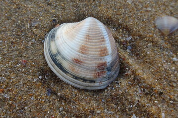 shell on the beach - seaside