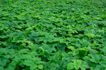 Obraz na płótnie Canvas green plantation of small plants close-up. shallow depth of field