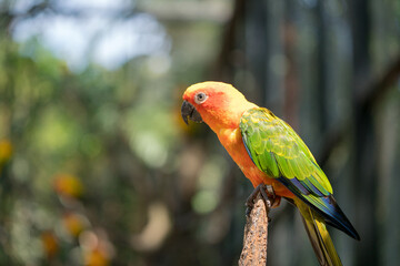 Parrot Papagei
