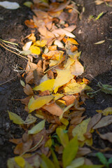 autumn leaves on the ground