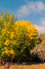 Fototapeta premium autumn trees in the forest