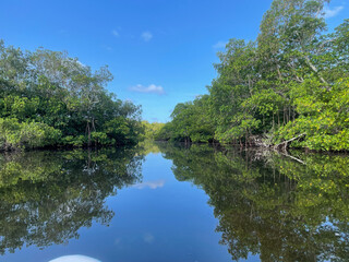 Fototapeta na wymiar mangroves and calm water in Sanibel Island