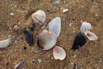 shell on the beach - seaside