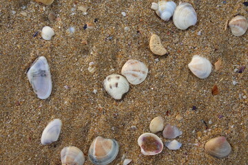 shell on the beach - seaside