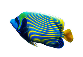 Emperor angelfish (Pomacanthus imperator) isolated on white background, Red Sea, Egypt. Beautiful tropical fish with colorful diagonal stripes. Close-up, side view, cut out.