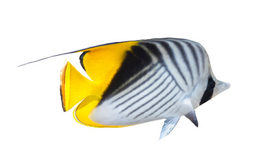 Butterfly Fish isolated on white background. Threadfin Butterflyfish with black, yellow and white stripes. Colorful tropical fish in the Red Sea, Egypt. Side view, close-up, cut out.