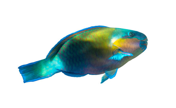 Rusty parrotfish (Scarus ferrugineus) isolated on white background, Red Sea, Egypt. Bright tropical coral fish, close up, side view, cut out.