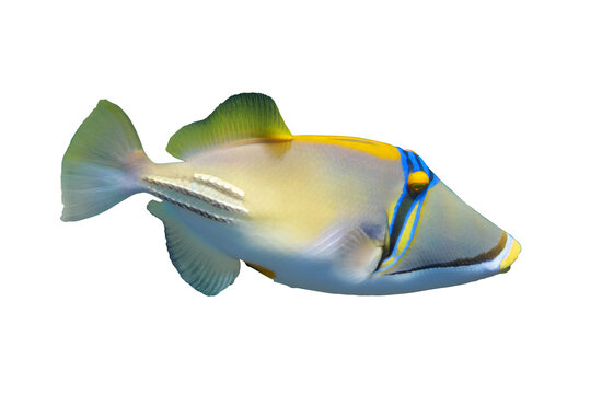 Arabian picassofish (Rhinecanthus assasi, triggerfish) isolated on white background, Red Sea. Unusual tropical bright fish in blue ocean lagoon water. Underwater photo, side view, close-up, cut out.