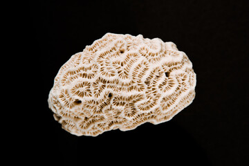 Dry coral on a black background