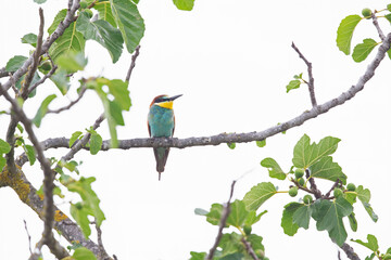 European bee-eater (Merops apiaster) perched in a tree.