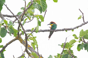 European bee-eater (Merops apiaster) perched in a tree.