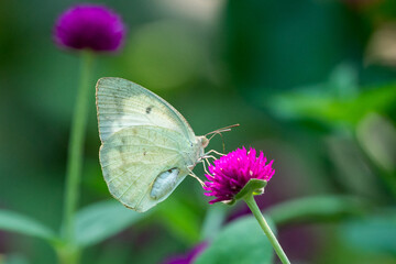 Butterfly Schmetterling