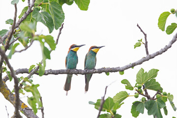 A family of european bee-eater (Merops apiaster) perched in a tree.