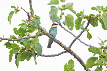 European bee-eater (Merops apiaster) perched in a tree.