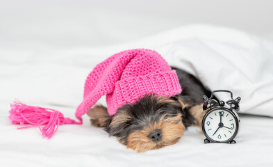 Yorkshire terrier puppy wearing warm hat sleeps with alarm clock under white warm blanket on a bed at home