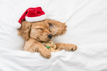 Cute English Cocker spaniel puppy wearing red santa hat hugs toy bear and sleeps under white...