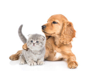 Portrait of a friendly English cocker spaniel puppy dog huging tiny kitten. isolated on white background