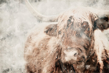 Highland cattle. Scottish Highland cow. Bull with horns. Scottish cattle in winter snowfall. Aquarelle, watercolor illustration.