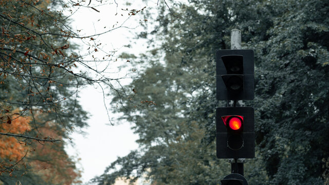 Traffic light, red traffic light, forest traffic light, lone traffic light