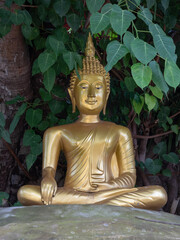 Golden buddha statue subduing Mara under bodhi tree or ficus religiosa in ancient Wat Phan Tao buddhist temple, Chiang Mai, Thailand