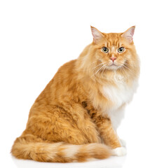 Adult maine coon cat sitting in side view. isolated on white background