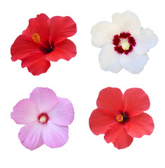 Hibiscus pink, red, white flower set on white isolated background.