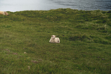 Icelandic lamb resting on a green pasture in Iceland