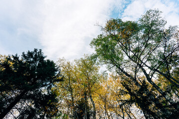 Obraz na płótnie Canvas autumn trees in the valley
