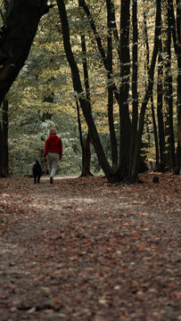 
Forest, forest and woman, forest in autumn, fallen leaves, woman with a dog, woman in the forest, dog in the forest