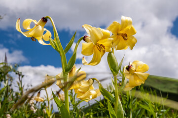 Yellow orchids on blue sky with clouds