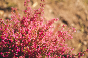 Pink bright heather close up, beautiful nature background