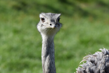 Emu