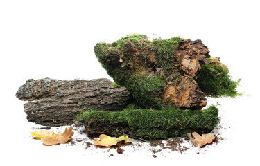 Green moss on tree stump, bark and yellow leaves isolated on white background, side view