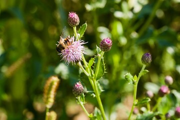 Bee sitting on a Greater Knapweed (BOT: Centaurea scabiosa, German: Skabiosen-Flockenblume)