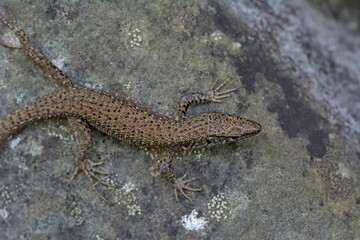 Dalmatian Algyroides (Algyroides nigropunctatus), Greece