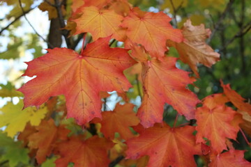 red maple leaf