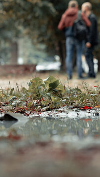
Puddle, leaves and puddle